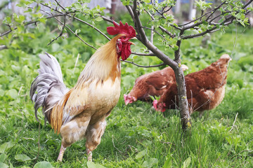 a bright red rooster and chicken walking on green grass