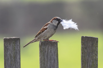 bird Sparrow sitting on wooden fence with a feather in its beak 