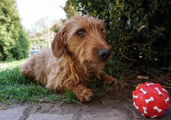 Pet dog and a red ball 