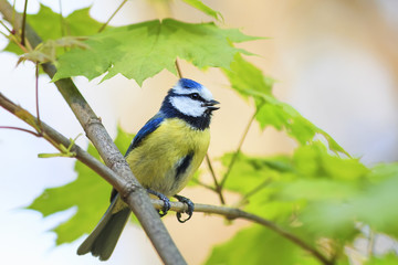 the small colorful bird blue tit sitting on the branch of a young maple and sings the song in the...