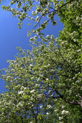 Beautiful white tree blossom in a city park