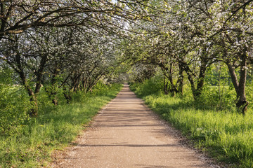 Footpath passage with ground way and apple tree blossom