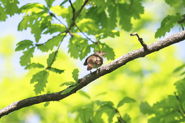 the bird is a Nightingale sitting on the branch of a young oak trees in early spring