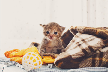 Fototapeta na wymiar Grey striped newborn kitten in a plaid blanket