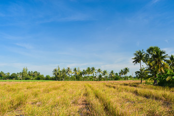 Fototapeta premium Water nut field in sunshine day.