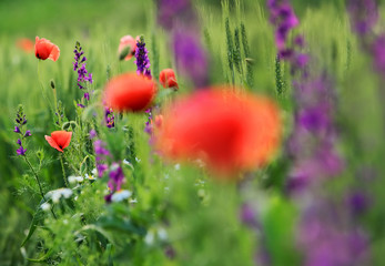 Naklejka premium Abstract image of a field with spring flowers