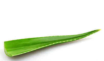 Obraz premium Aloe vera plant isolated on white.