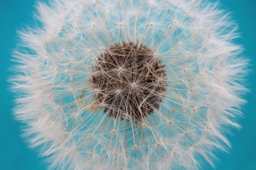 down of a dandelion