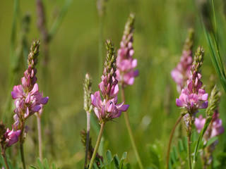 Schmalblättrigee Klee