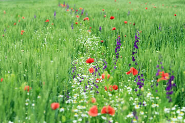 Abstract image of a field with spring flowers