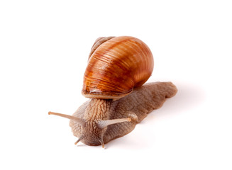Live snail crawling on a white background close-up macro