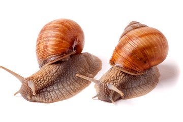 two live snail crawling on white background close-up macro