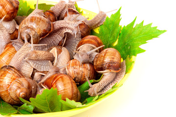 live snails on a plate with grape leaves  white background