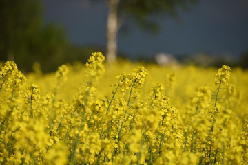 Yellow rape plant and dark sky