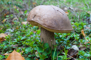 brown cap boletus mushroom