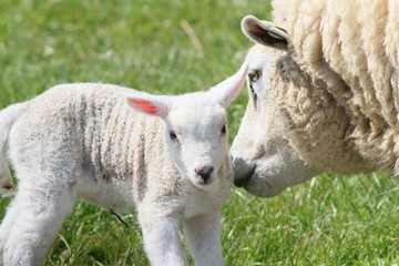 Naklejka na ściany i meble Newborn white lambkin together with his mum