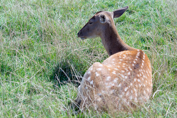 Fallow Deer (Dama dama)