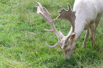 Fallow Deer (Dama dama)