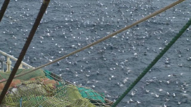 Seagulls soar behind a board of the fishing trawler. 