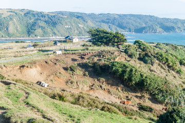 Naklejka premium Landscape of a coast of Chiloe island, Chile