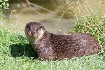 Eurasian Otter (Lutra lutra)