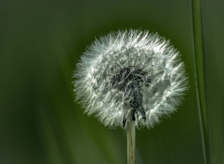 Pusteblume