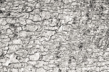 Old bark wooden texture background.