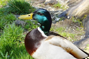 Stockenterich - der Schöne
