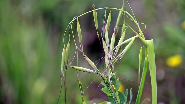 Avena wild plant tied by a wild pea on a green background