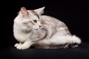Purebred Somali cat