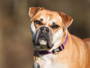 Dog outdoors in nature