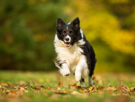 Border Collie Dog
