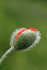 Single red poppy bud close up macro