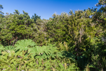 Forest in Chiloe National Park, Chile