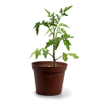 young tomato plant  in a pot isolated on a white background