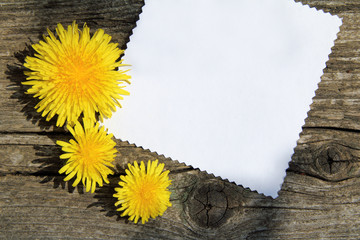 floral greeting card/sunny flowers dandelions and clean card for inscriptions lie on an old wooden surface