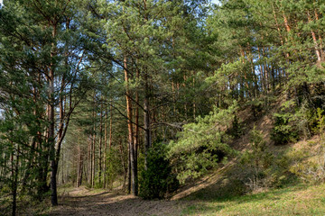 ecologiсal trail in pine forest on Slobodka esker ridge
Braslaw, Belarus