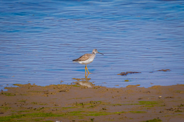 Dunlin bird, nisqually wildlife refuge