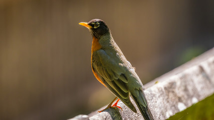 American Robin, Nisqually National Wildlife Refuge