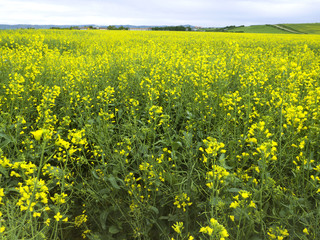 Yellow field of rape plant, used for making canola oil or adding in biofuel, yellow background
