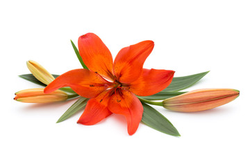 Lily flower with buds isolated on a white background.