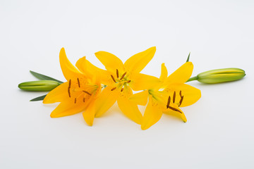 Lily flower with buds on a white background.