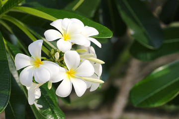 white plumeria or frangipani flower.