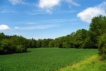 Fototapeta na wymiar Meadow and forests in Kokorin area