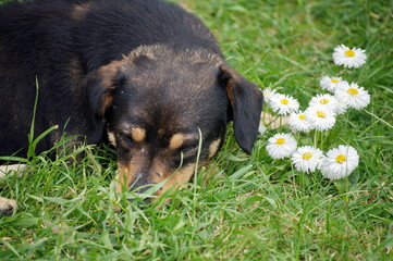 Dog is smelling the flower