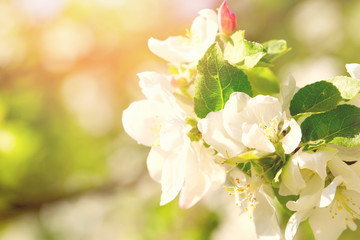 White-pink flower of an apple-tree close up