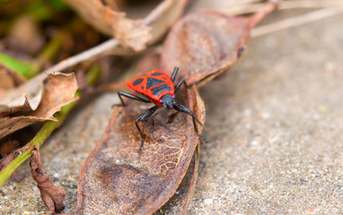 Orange bug on the dry remains of plants