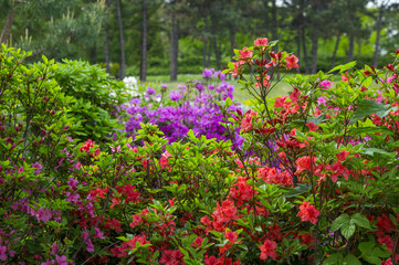 varicoloured rhododendron flowers in the spring garden background