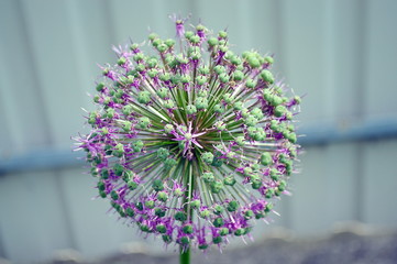 Purple spring flower