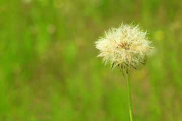Unique dry dandelion with seeds